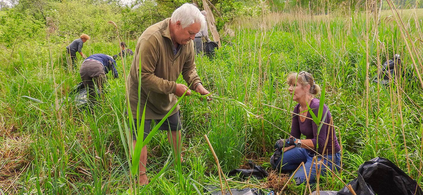Aktion Goldruten im Märwiler Riet