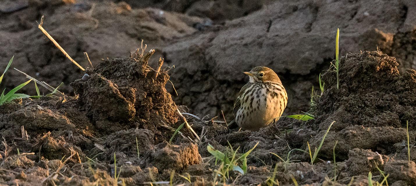 Bergpieper in Affeltrangen