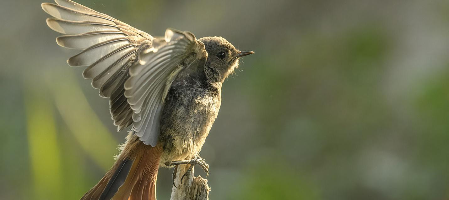 Ein juveniler Hausrotschwanz bei den ersten Flug-Versuchen