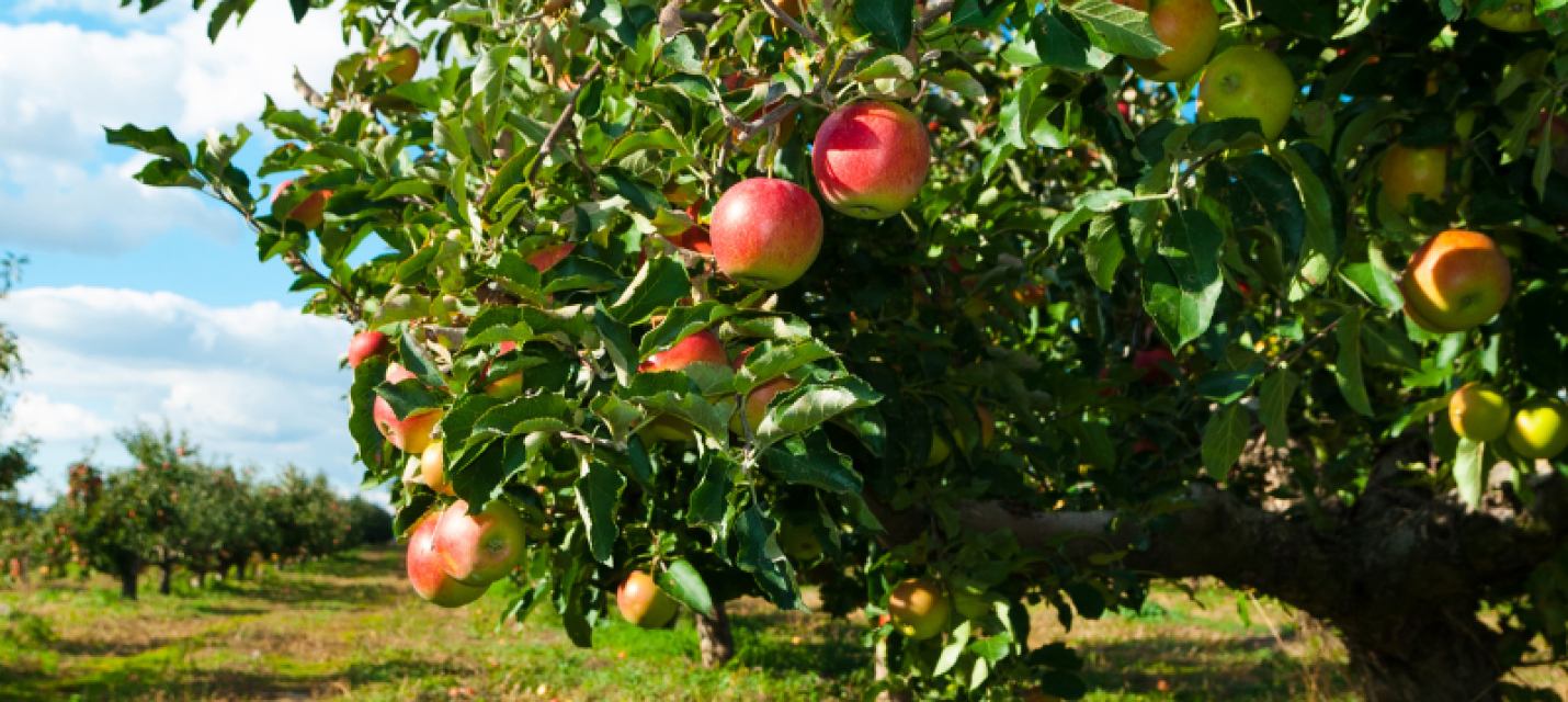 Obstbaum NvvL
