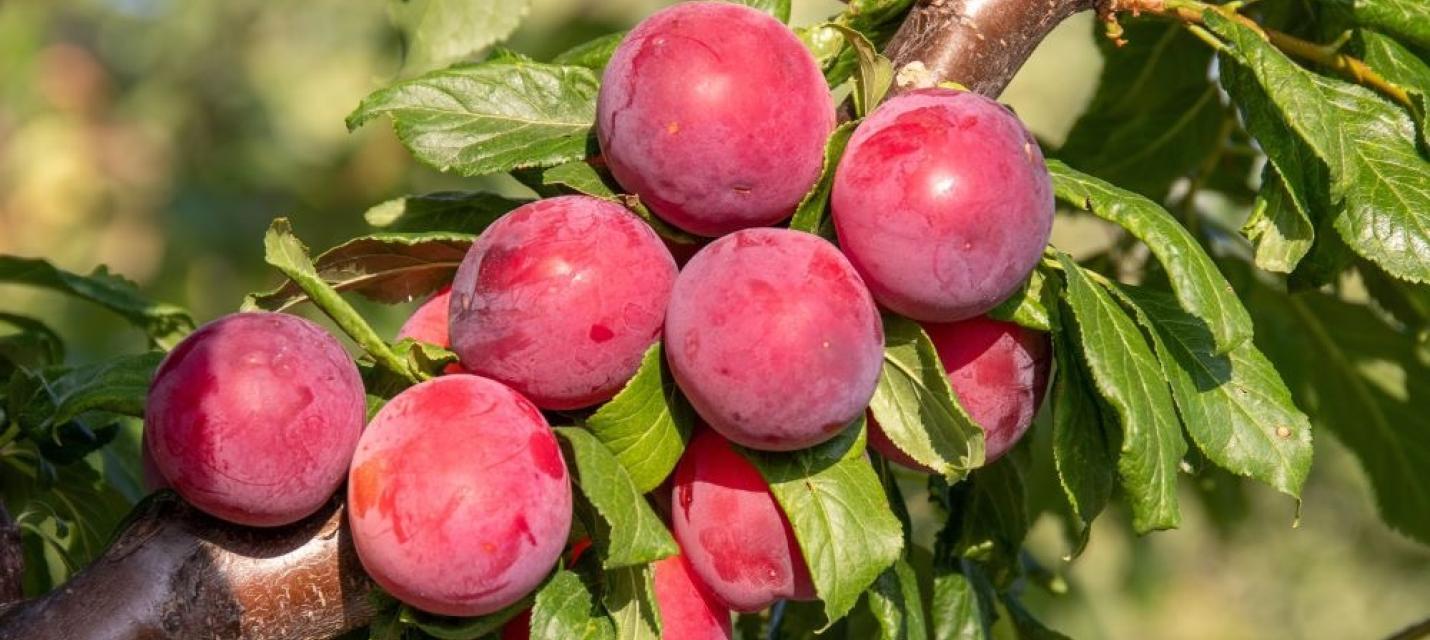 Prunus cerasifera Obilnaja