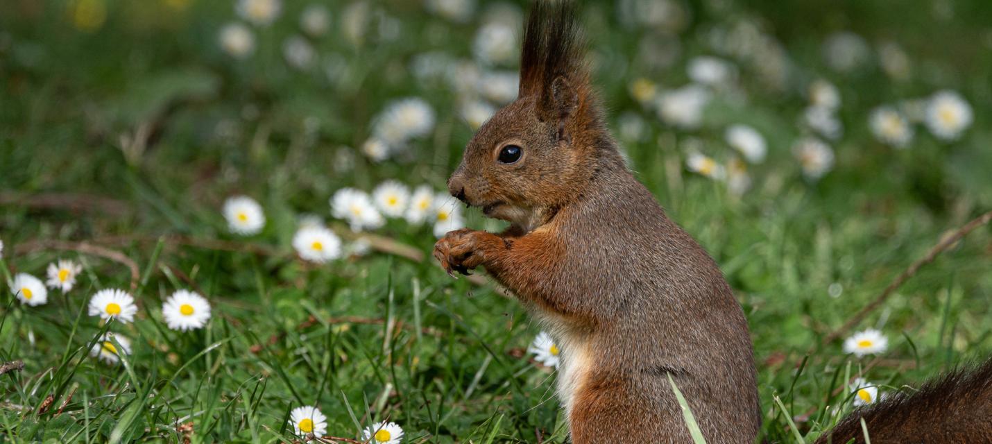 Eichhörnchen 