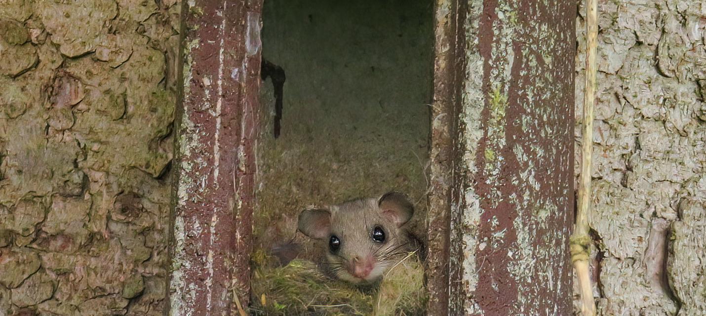 Achtung kleiner Kobold!