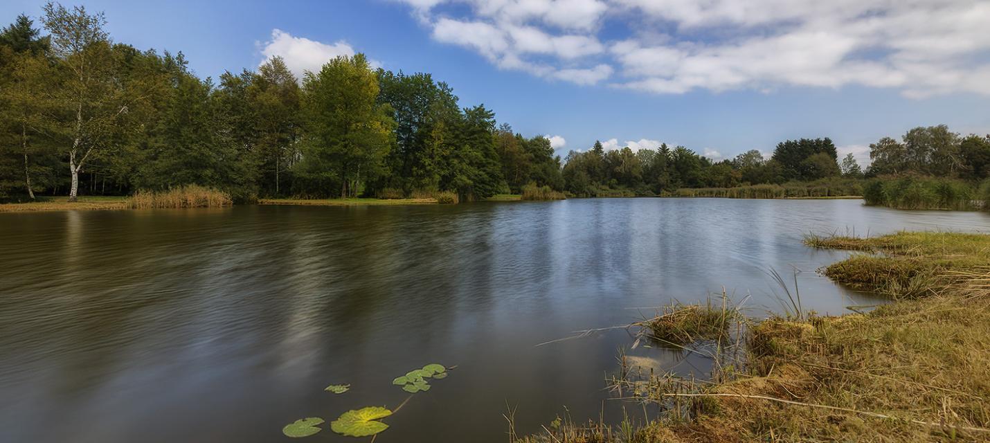 Märwiler Riet 
