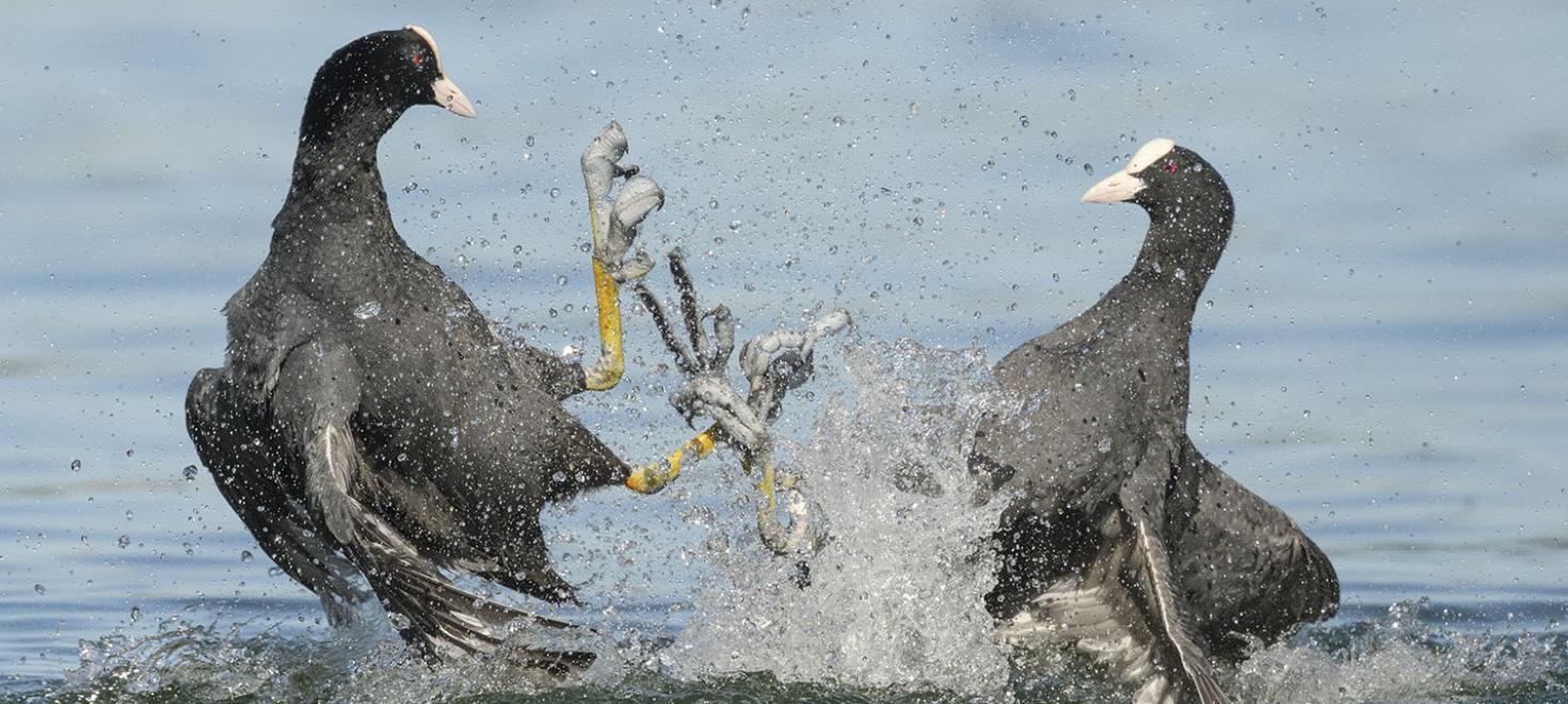 Blässhühn © Christina Wild