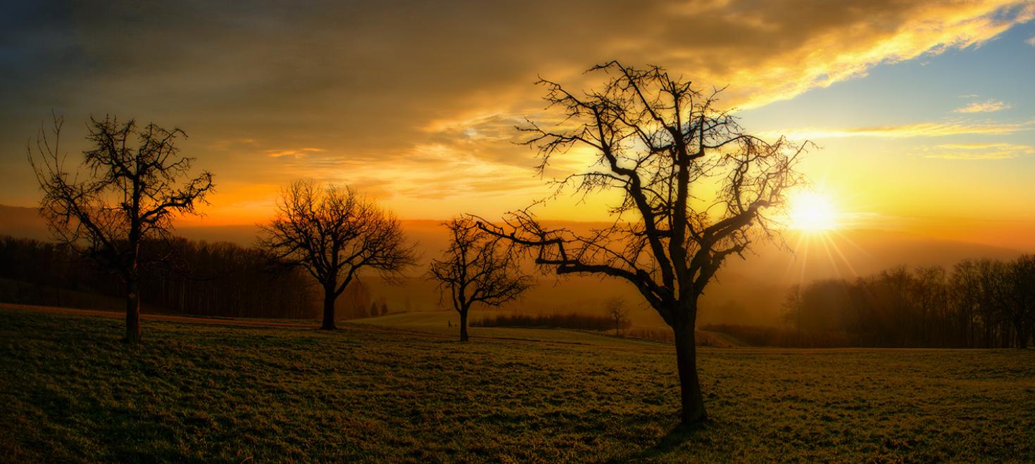 Hochstamm-Obstbäume Sonnenuntergang