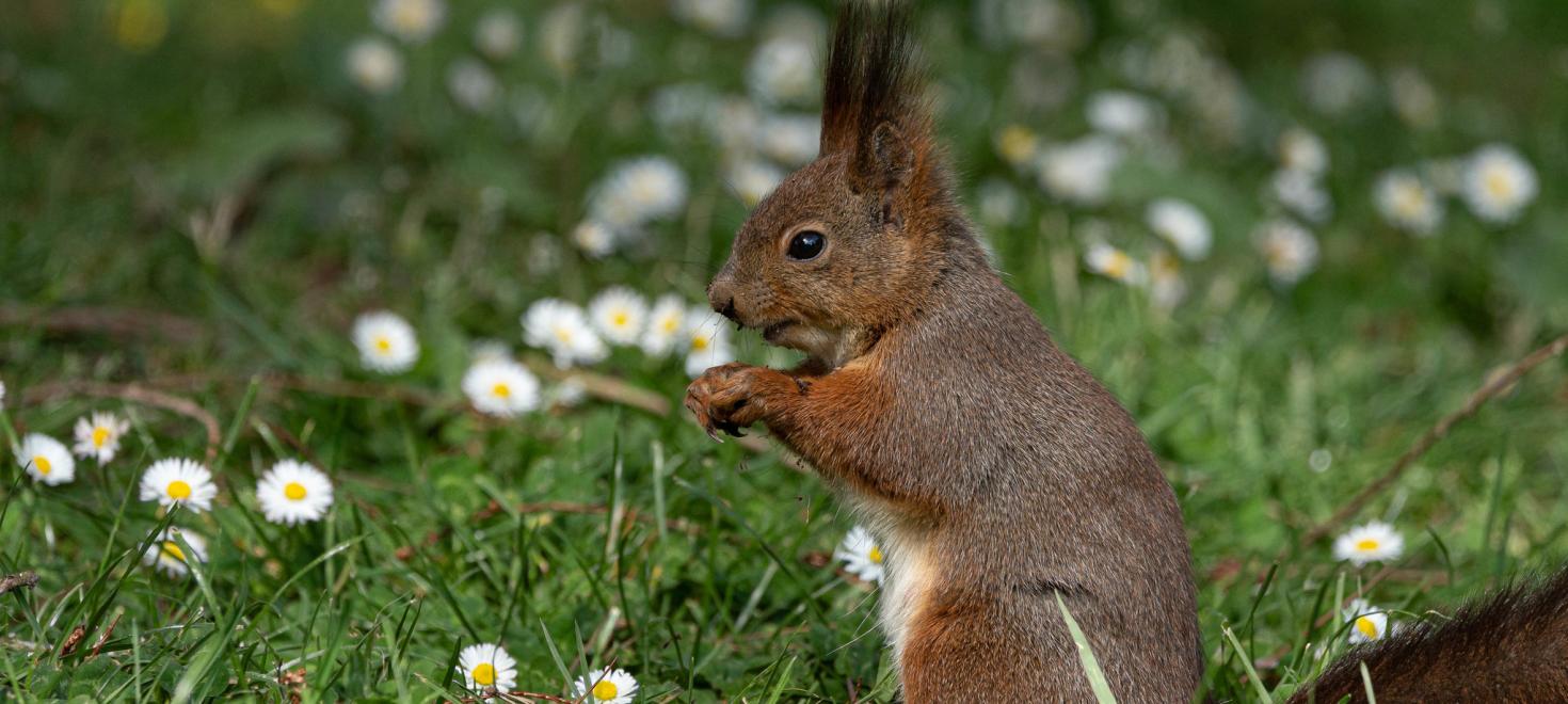 Eichhörnchen