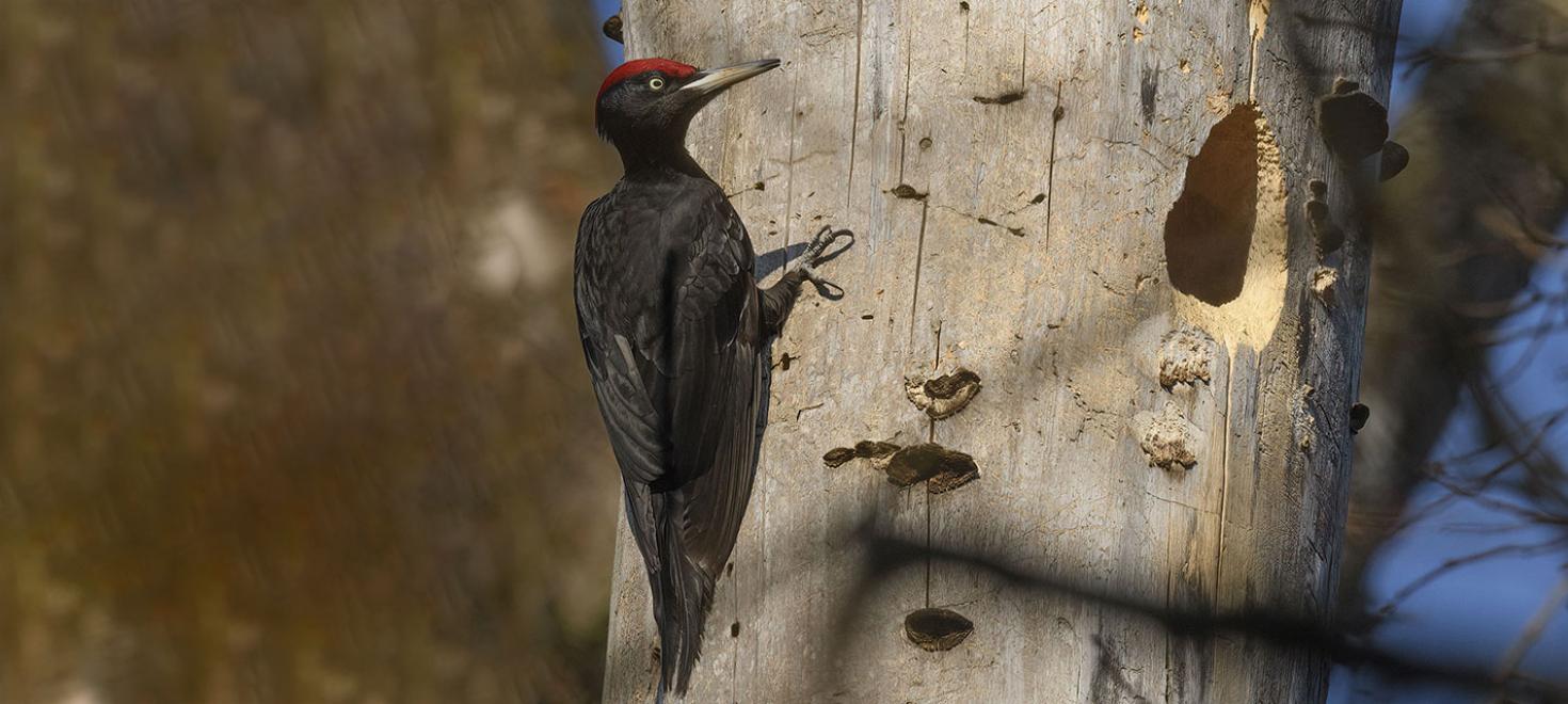 Ein Schwarzspecht auf einem Baum
