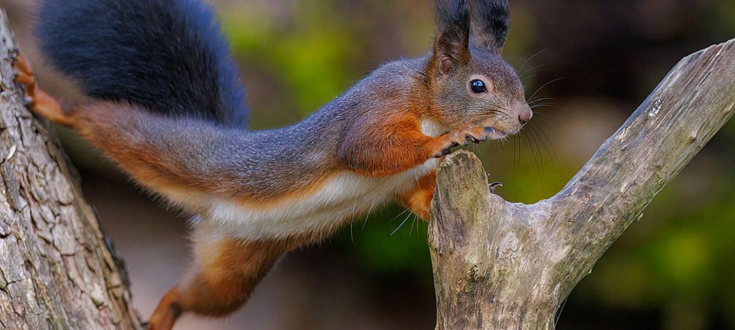 Eichhörnchen © Beat Christen