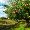 Obstbaum NvvL