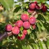 Prunus cerasifera Obilnaja