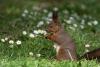 Eichhörnchen 
